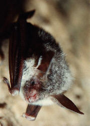 Nagyf�l� denev�r (Myotis bechsteini)