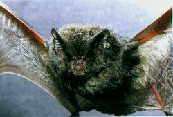 Pisze denev&eacute;r (Barbastella barbastellus)